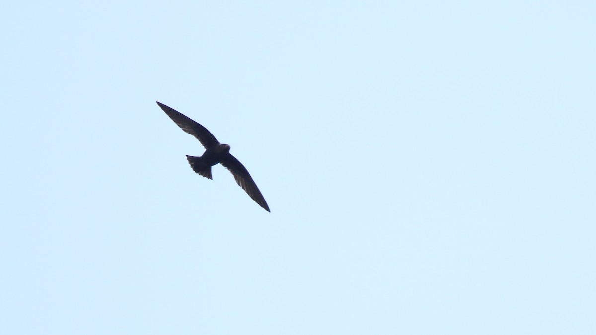 White-naped Swift - Anuar López