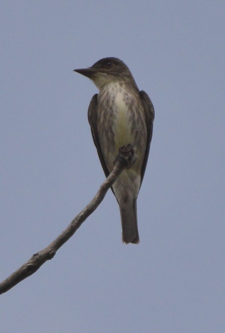 Olive-sided Flycatcher - ML577094311