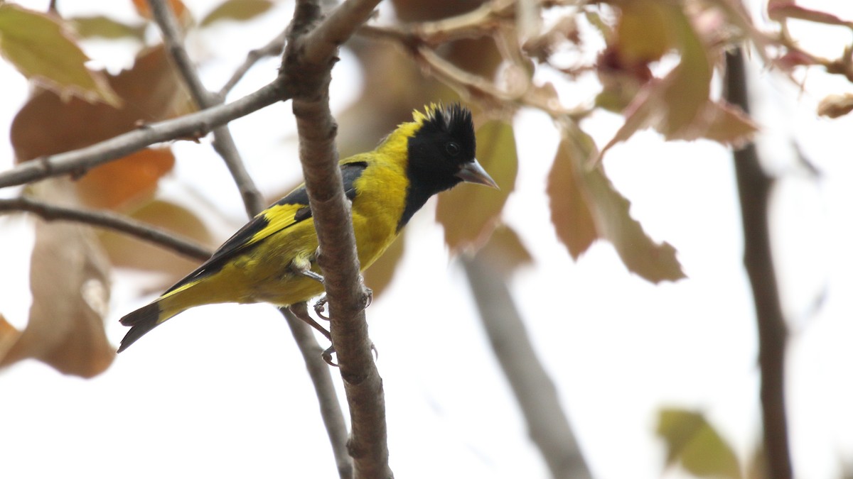 Black-headed Siskin - Anuar López