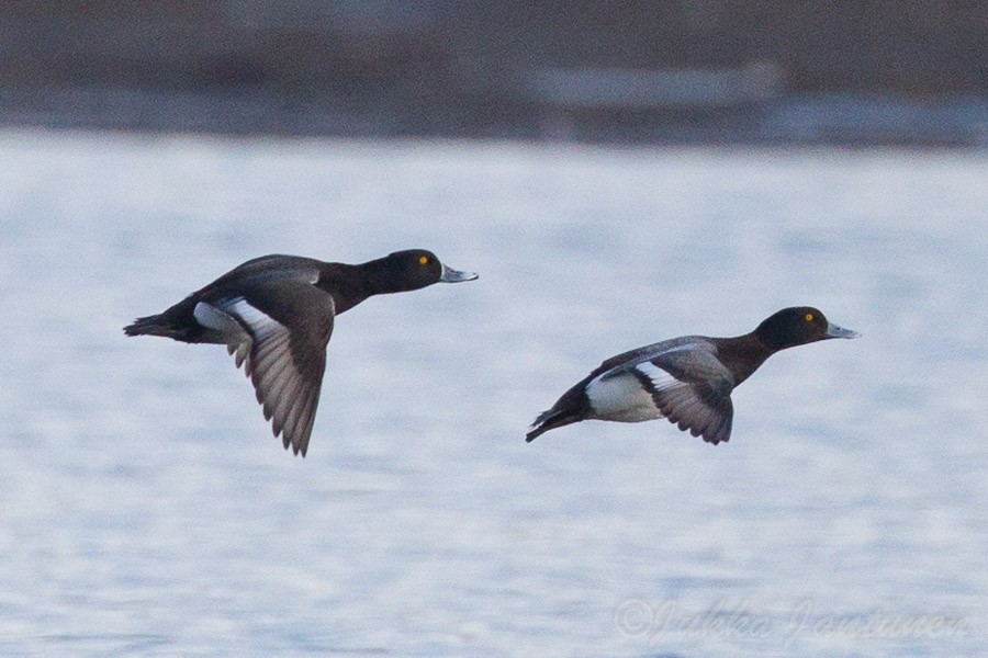 Ring-necked Duck x Lesser Scaup (hybrid) - Jukka Jantunen