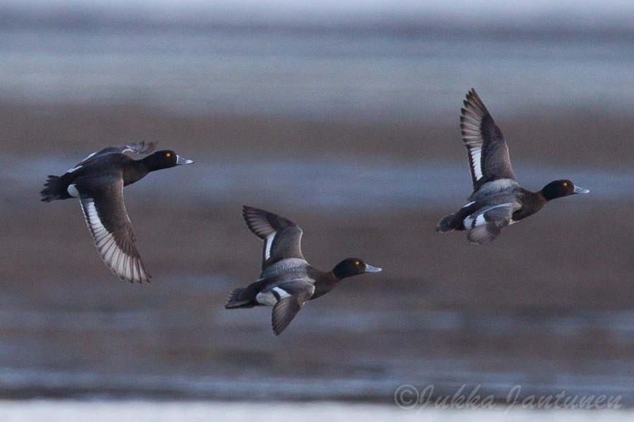 Ring-necked Duck x Lesser Scaup (hybrid) - Jukka Jantunen