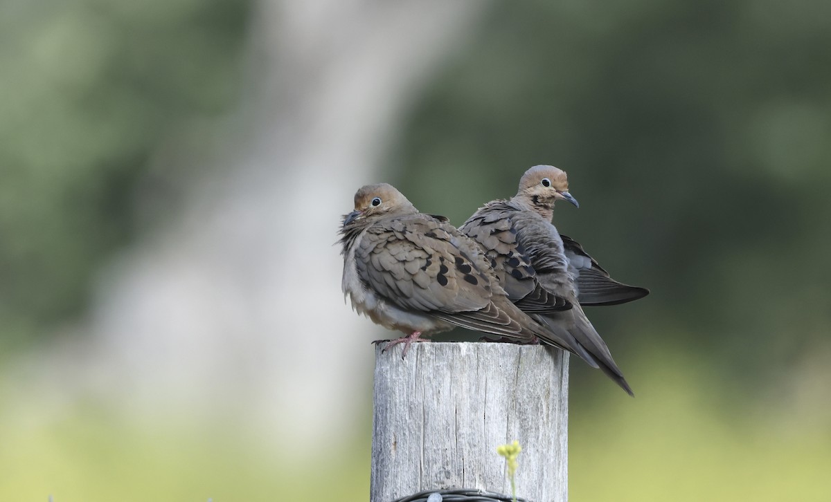 Mourning Dove - ML577096351