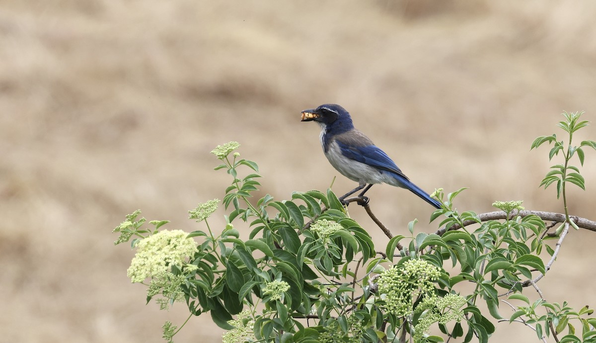 California Scrub-Jay - ML577096491