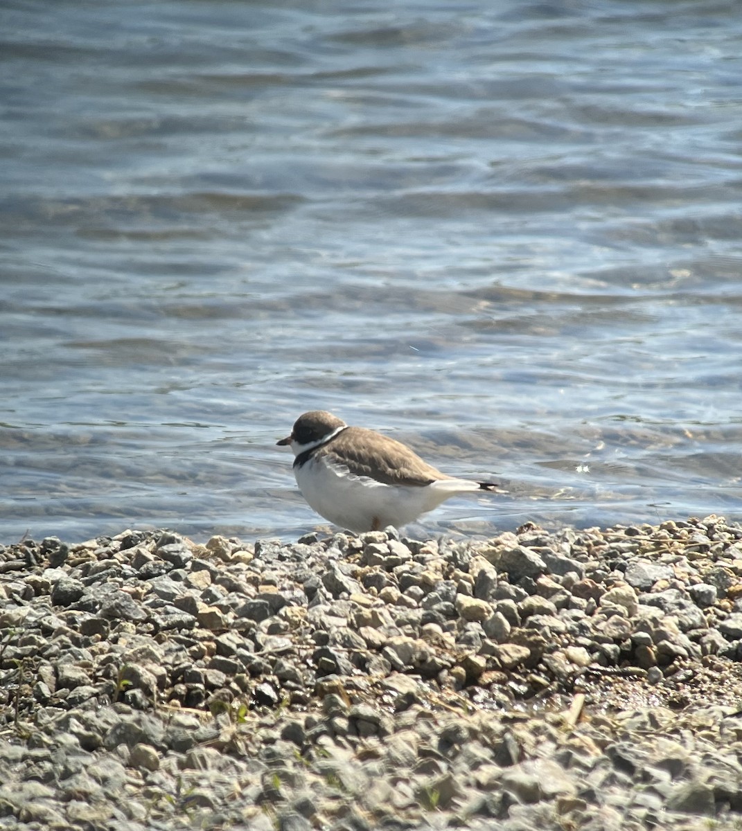 Semipalmated Plover - ML577096851