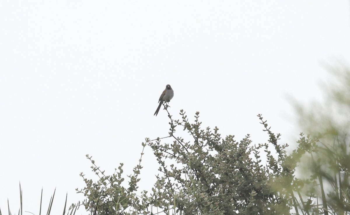 Black-chinned Sparrow - ML577097611