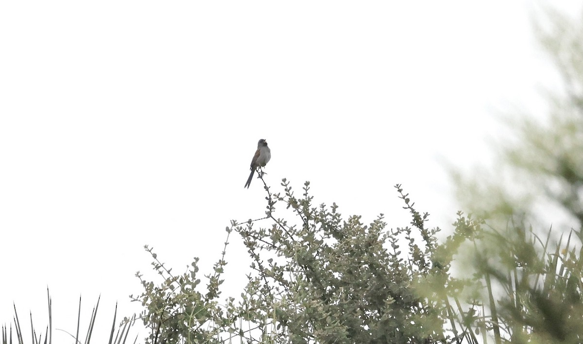 Bruant à menton noir - ML577097621