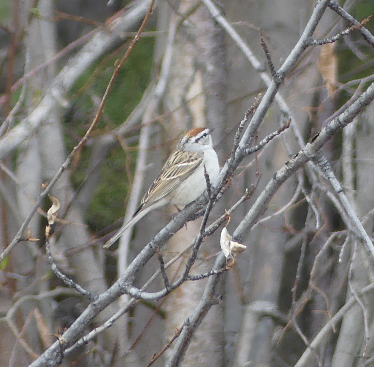 Chipping Sparrow - ML577097641