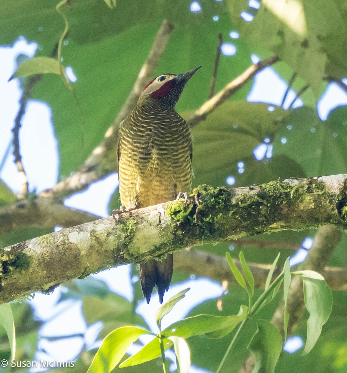 Golden-olive Woodpecker - ML577097691