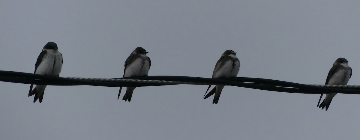 Bank Swallow - ML577098081