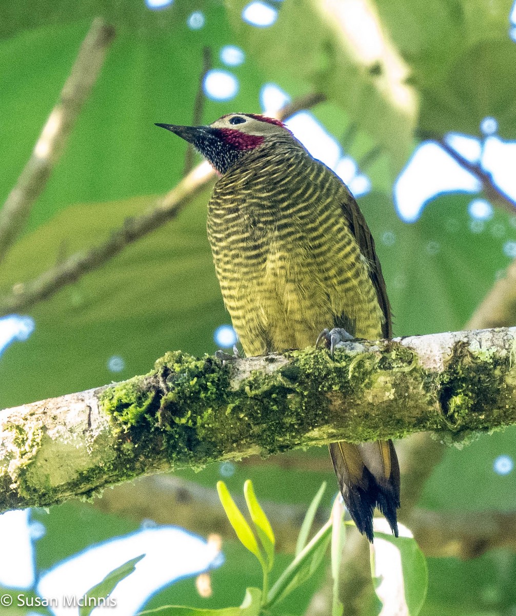 Golden-olive Woodpecker - ML577098141