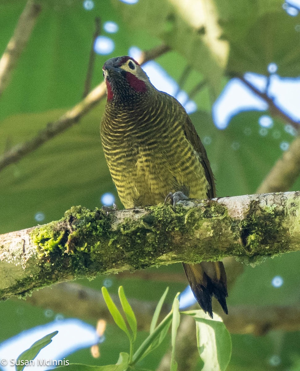 Golden-olive Woodpecker - ML577098241