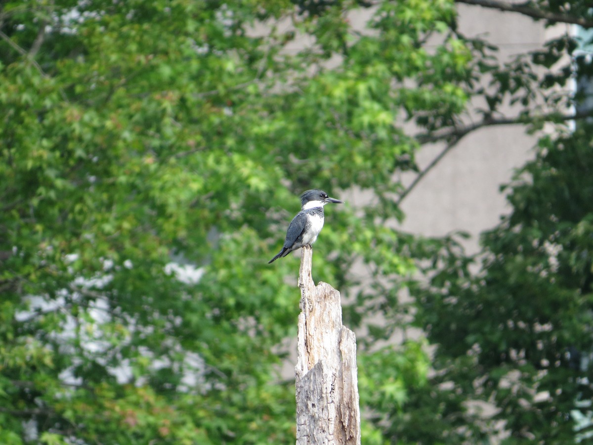 Belted Kingfisher - carolyn mcallaster
