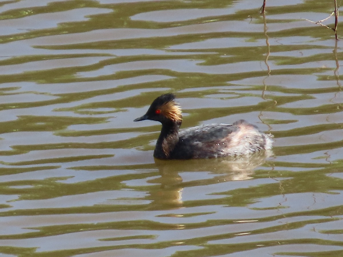 Eared Grebe - Dave Hawksworth