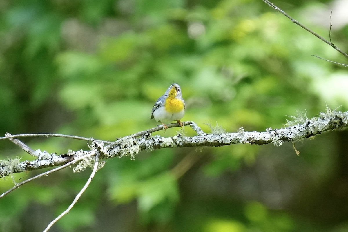 Northern Parula - ML577103671