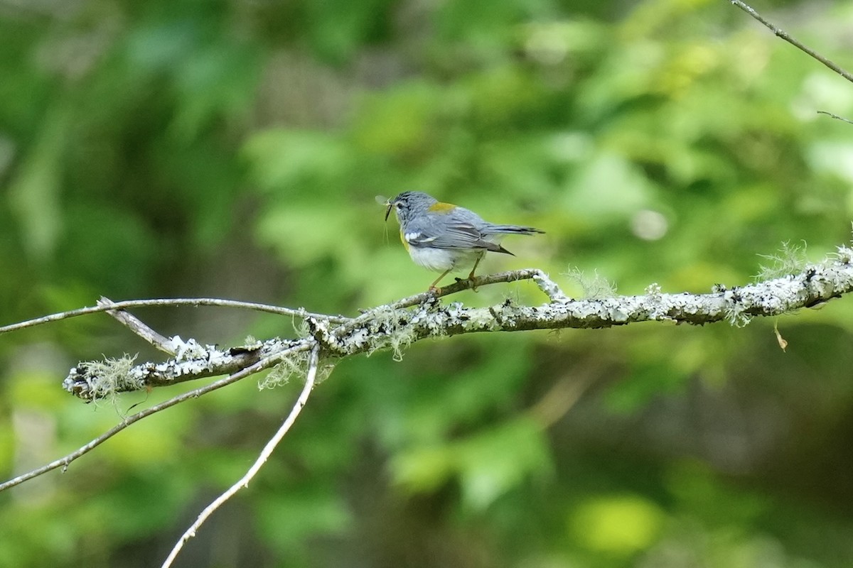 Northern Parula - ML577103681