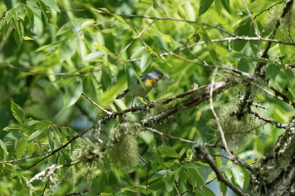 Northern Parula - ML577103691