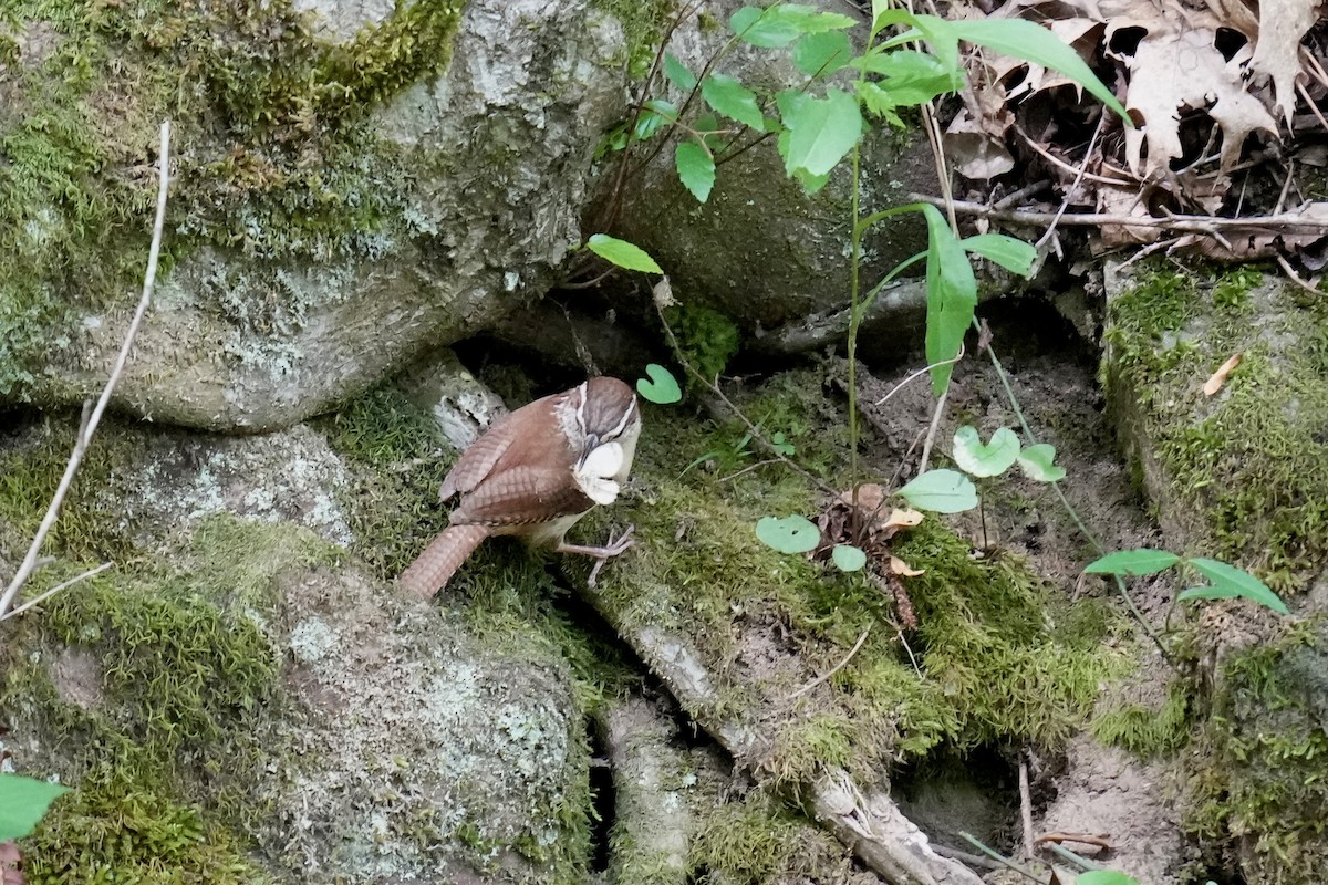 Carolina Wren - ML577104271