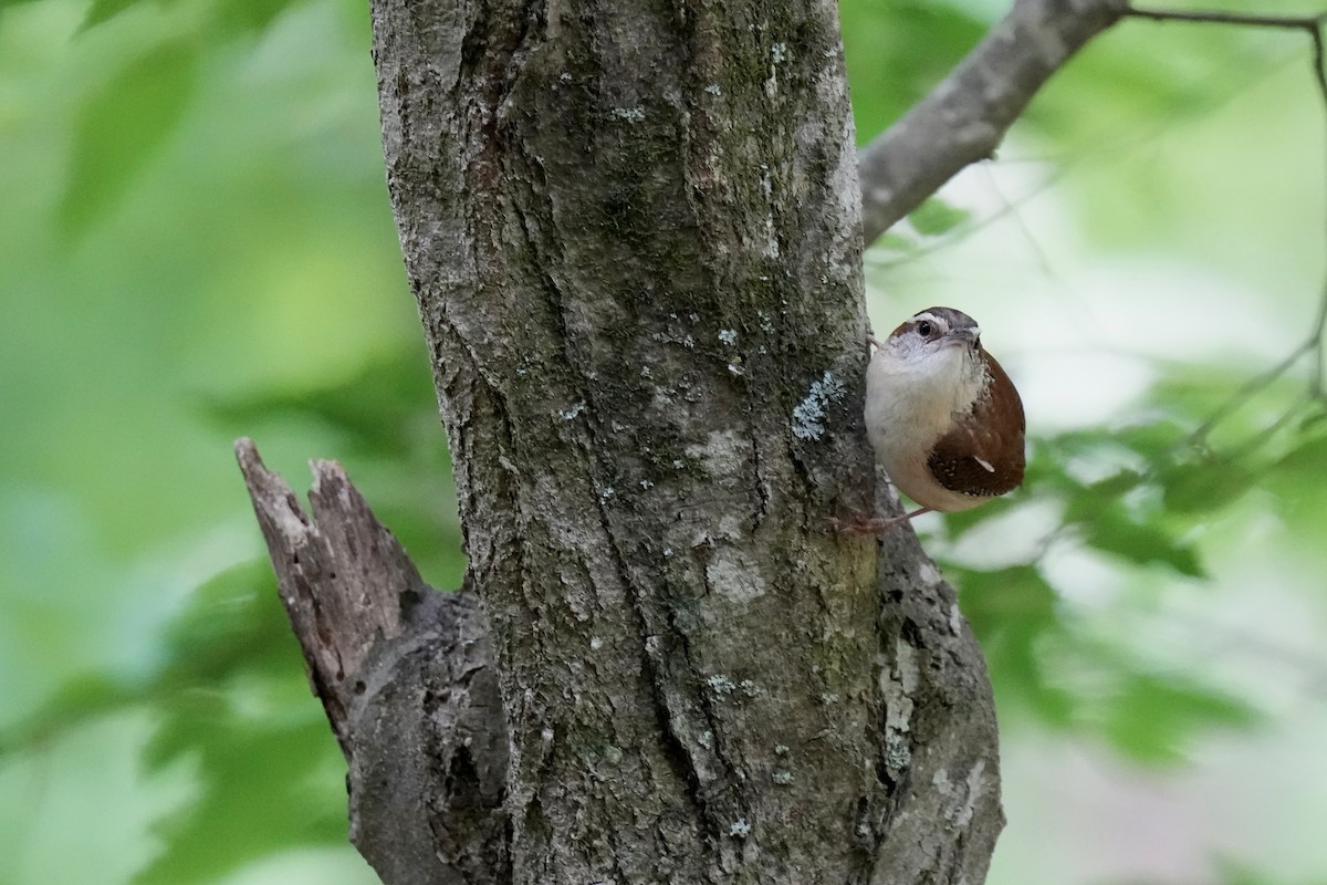 Carolina Wren - ML577104281
