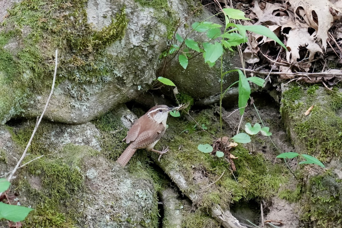 Carolina Wren - ML577104291