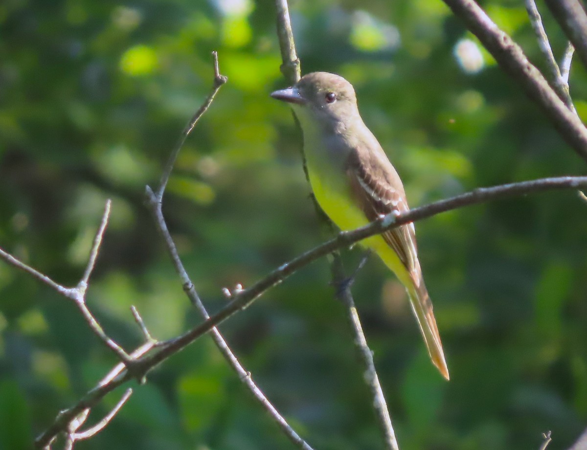 Great Crested Flycatcher - ML577104661