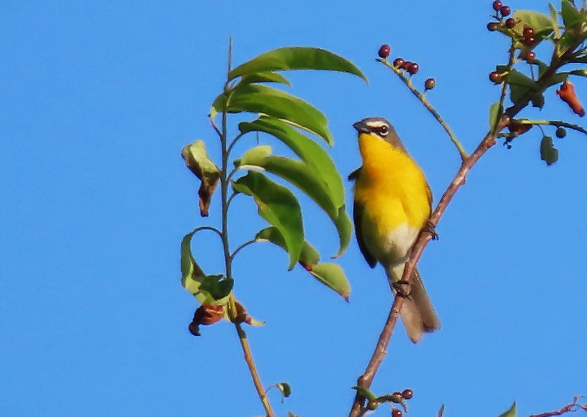Yellow-breasted Chat - ML577105051