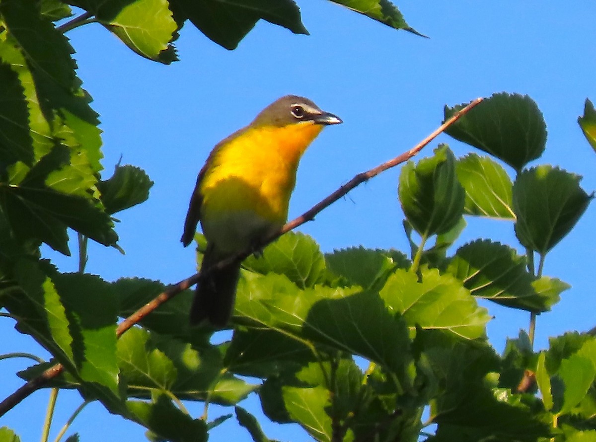 Yellow-breasted Chat - ML577105061