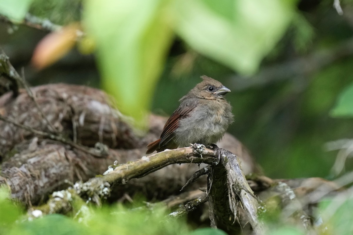 Northern Cardinal - ML577105161