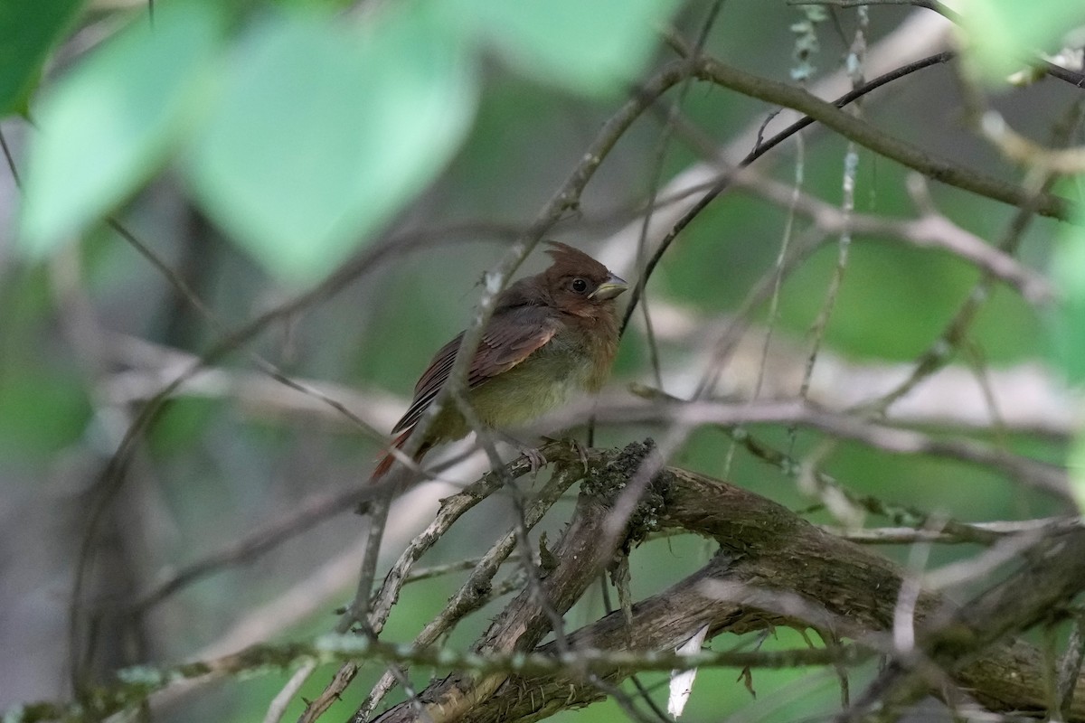 Northern Cardinal - Melanie Crawford