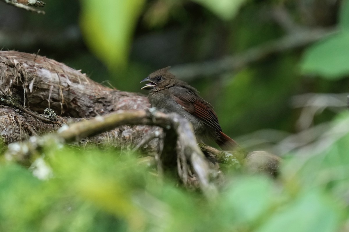 Northern Cardinal - ML577105181