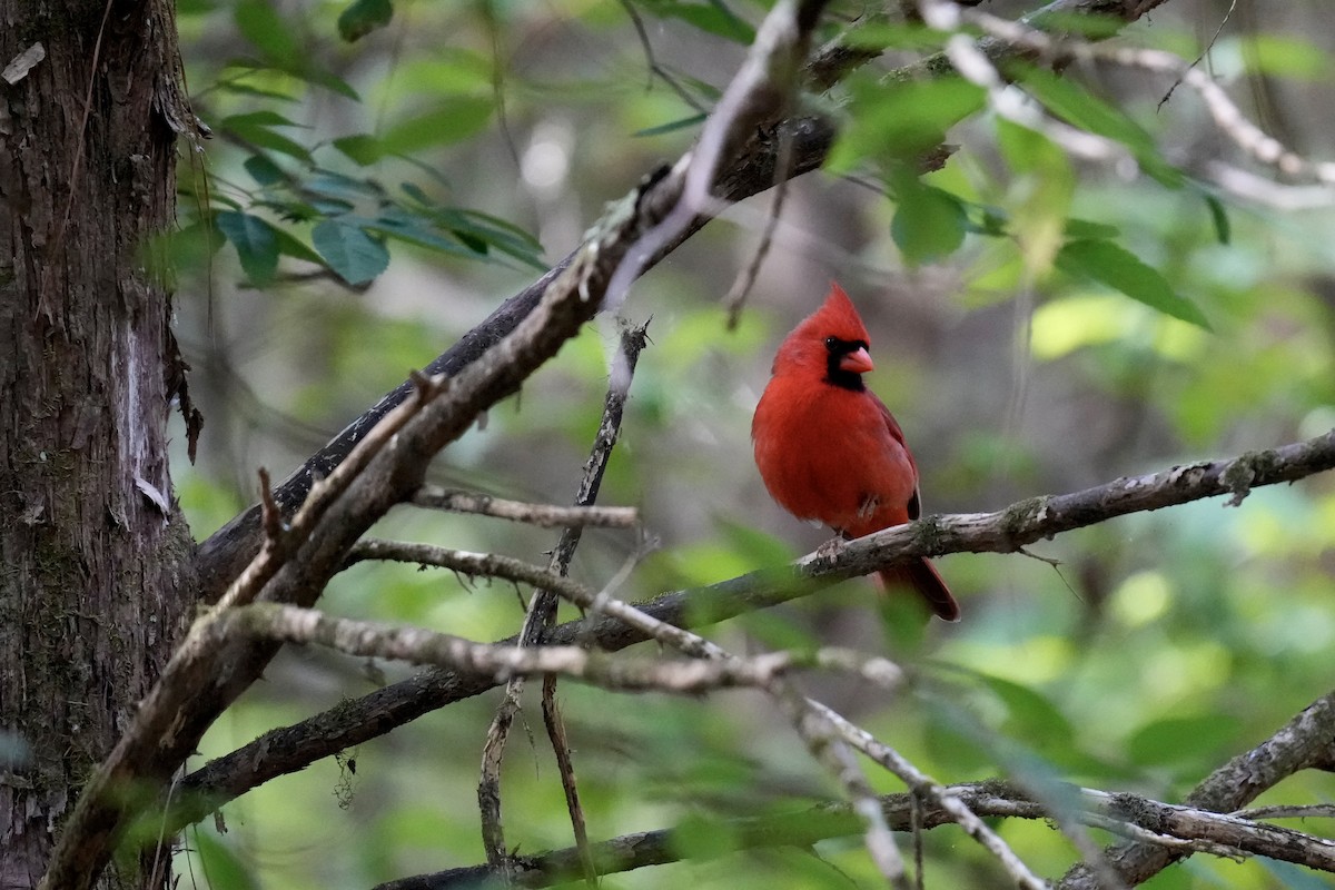 Northern Cardinal - ML577105191