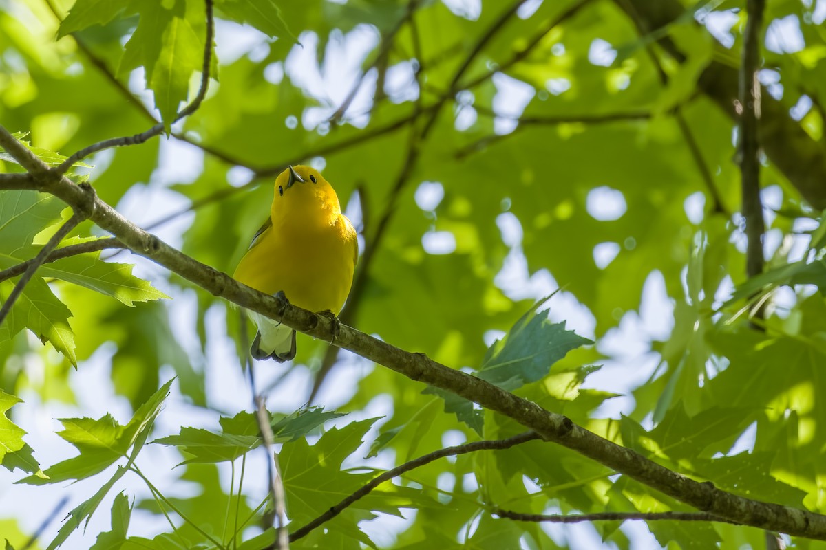 Prothonotary Warbler - Walt Allen