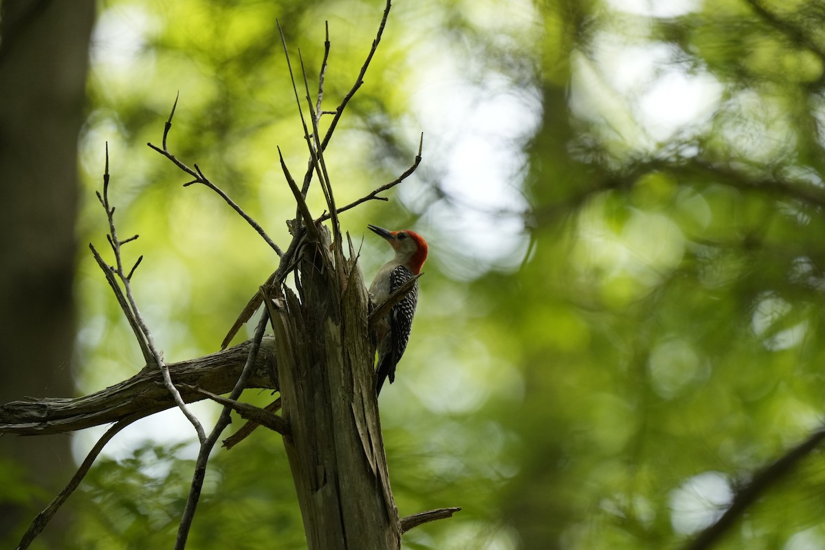Red-bellied Woodpecker - ML577106871