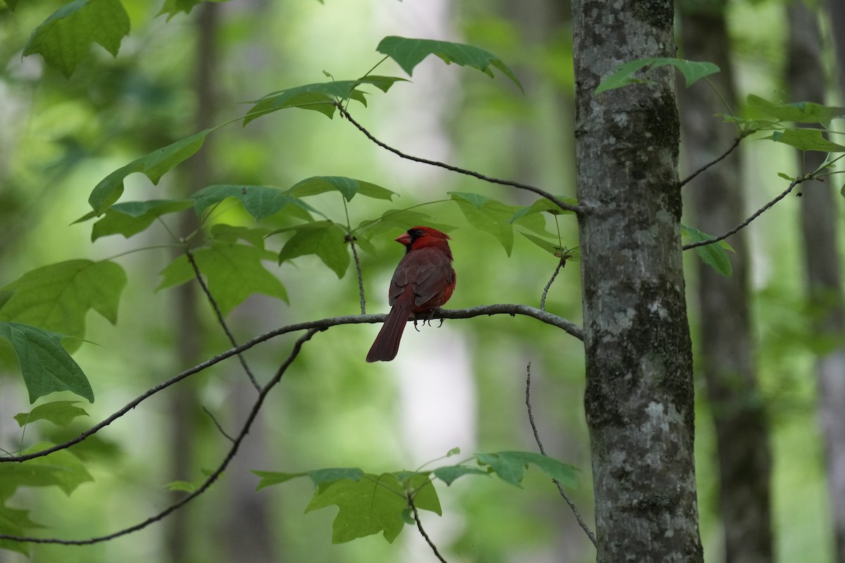 Northern Cardinal - ML577106921