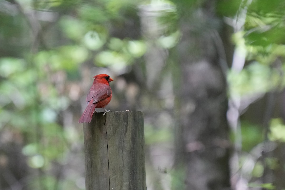Northern Cardinal - ML577106931