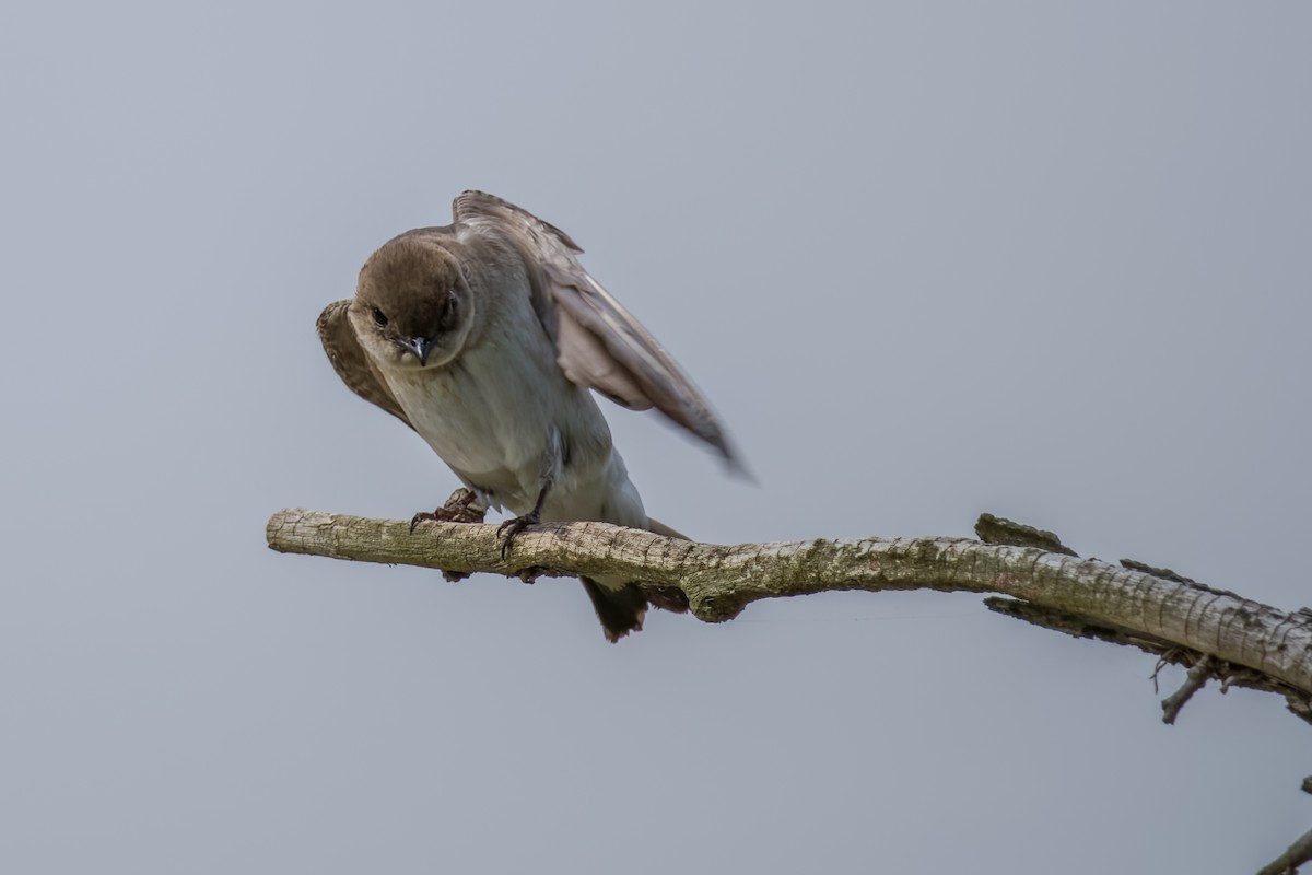 Northern Rough-winged Swallow - Walt Allen