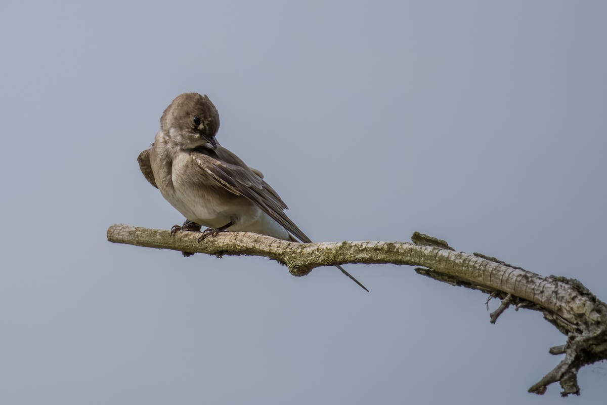 Northern Rough-winged Swallow - Walt Allen