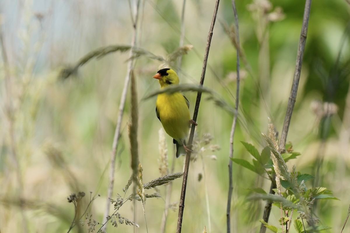 American Goldfinch - ML577107391