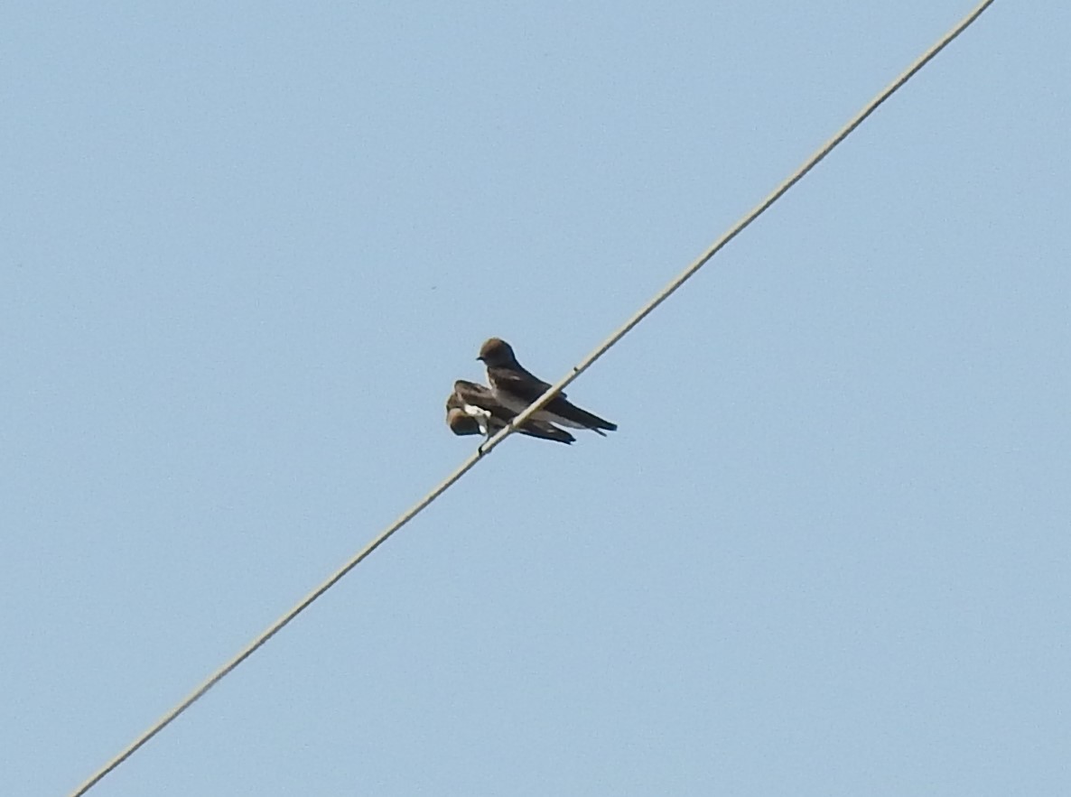 Northern Rough-winged Swallow - ML577107411