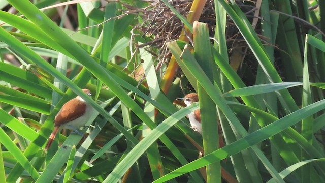 Yellow-chinned Spinetail - ML577107751