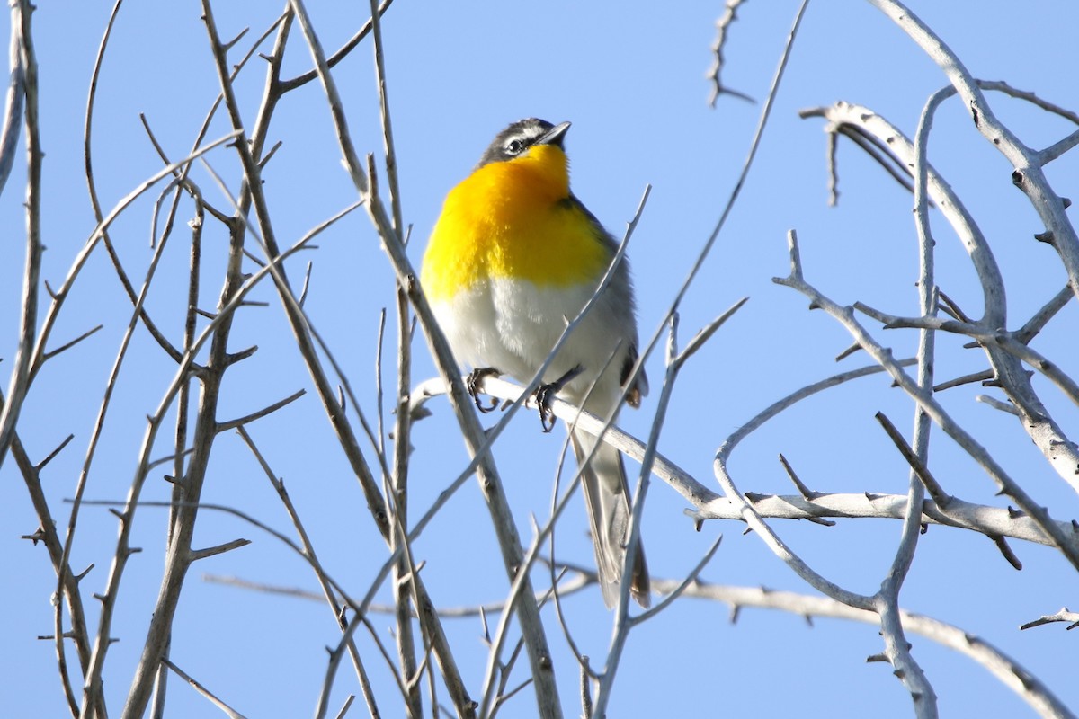 Yellow-breasted Chat - ML577107971