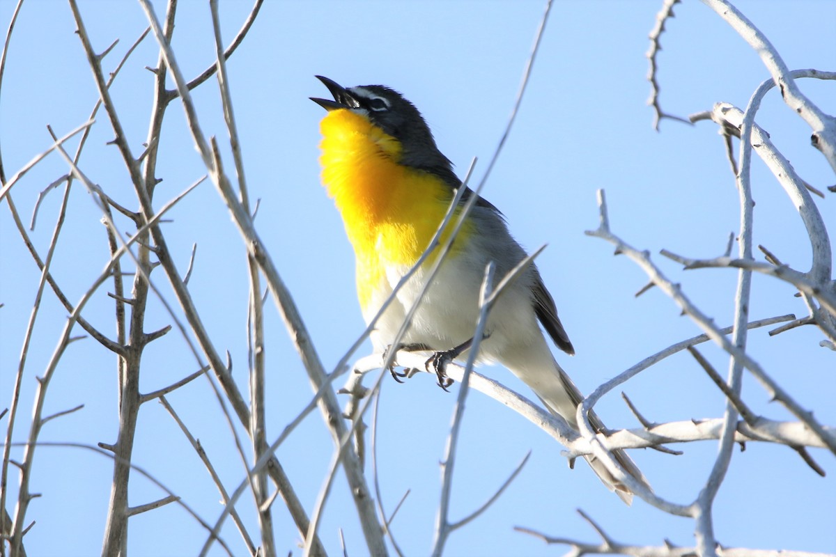 Yellow-breasted Chat - ML577107981