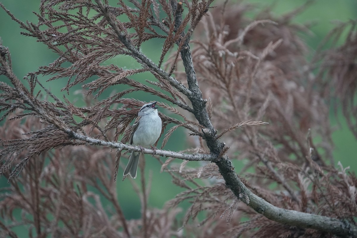 Chipping Sparrow - ML577108051