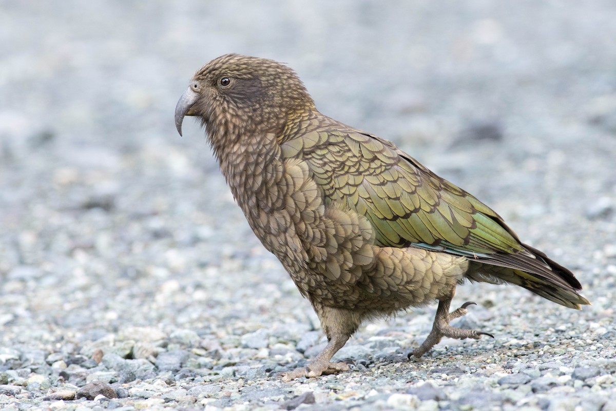 Kea - ML57710841