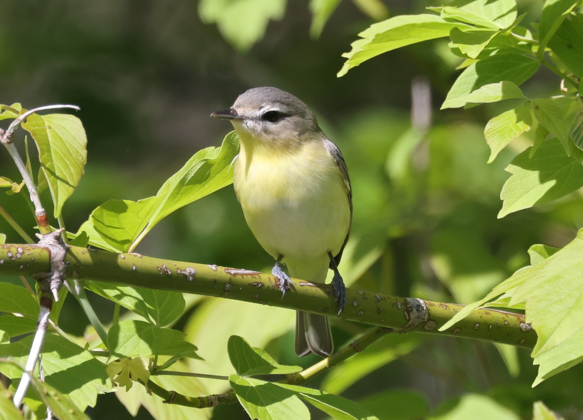 Philadelphia Vireo - ML577109711