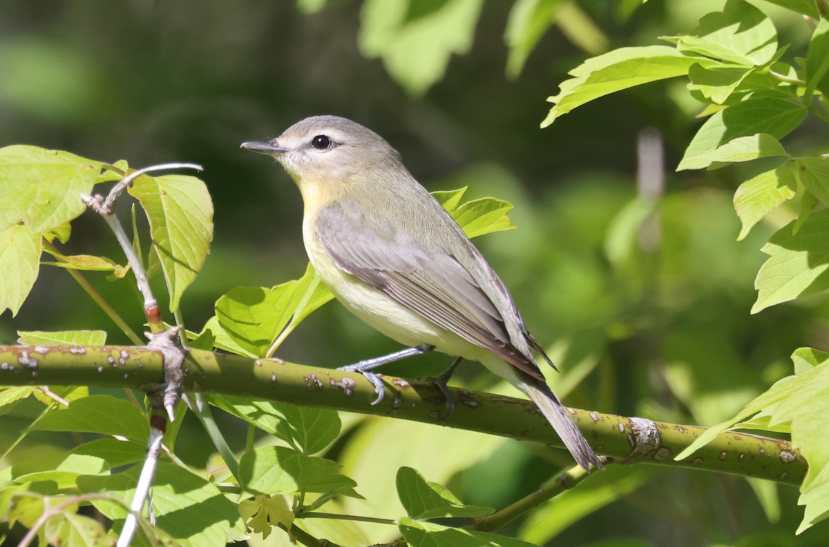 Philadelphia Vireo - ML577109801