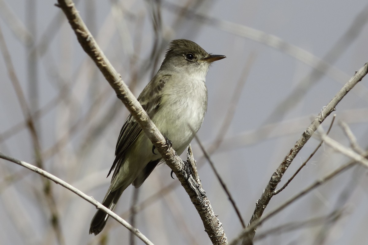 Willow Flycatcher - ML577110041