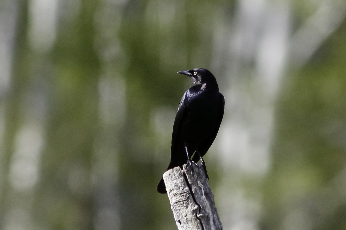 Brewer's Blackbird - ML577110471