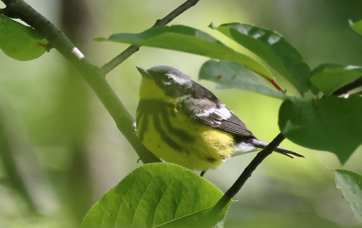 Magnolia Warbler - ML577110751