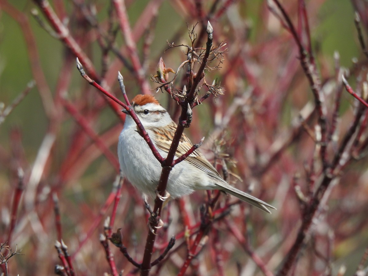 Chipping Sparrow - ML577111181