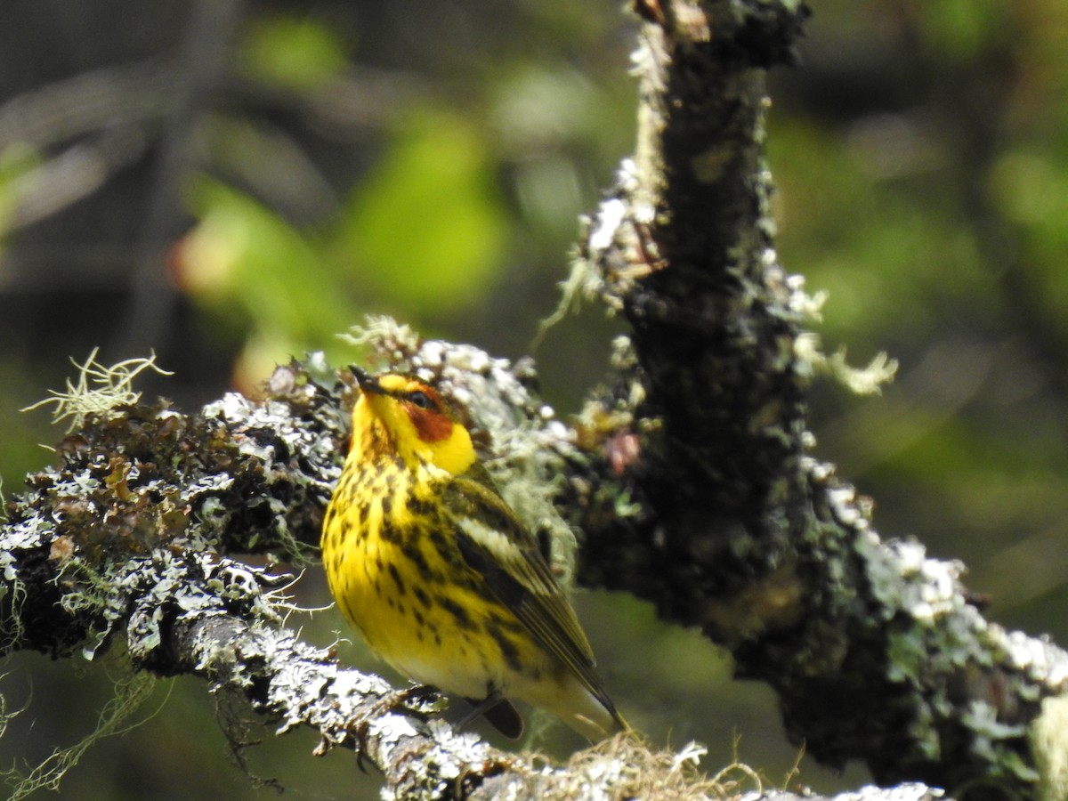 Cape May Warbler - ML577111741